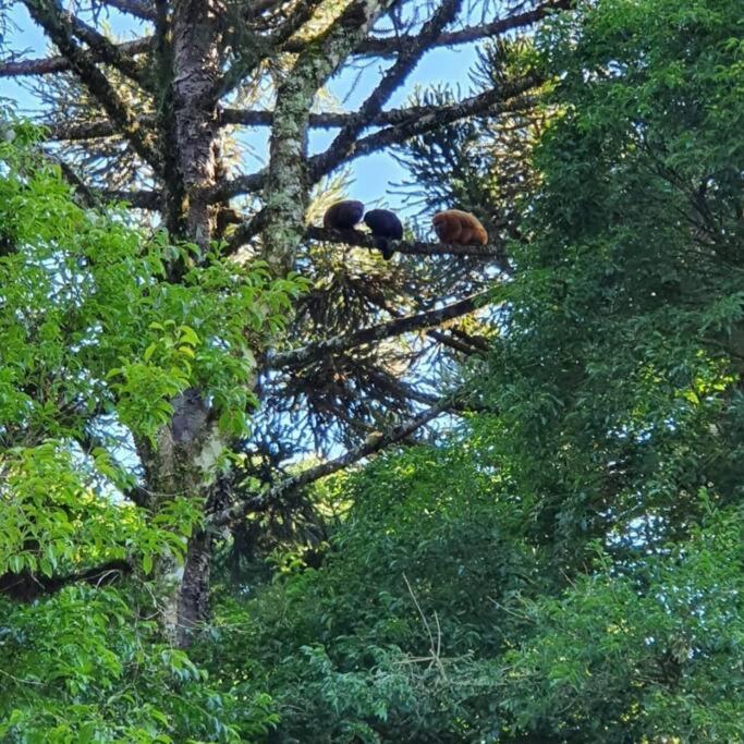 Sitio Recanto Feliz Грамаду Экстерьер фото